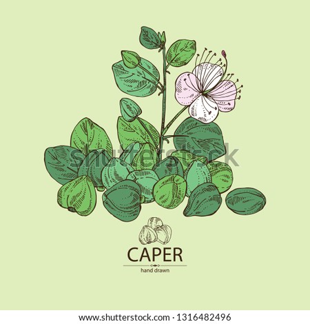 Background with caper: caper bud and flower . Vector hand drawn illustration.