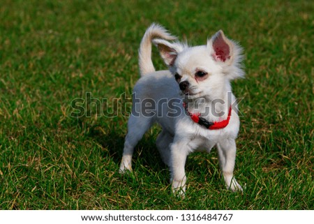 Dog breed chihuahua on a background of green grass