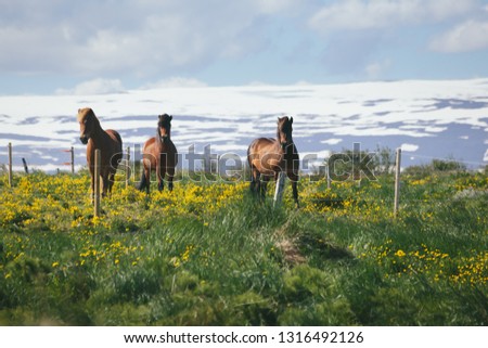 Beautiful icelandic horses grazing on a pasture with green grass and yellow flowers behind wire fence, snow capped mountains in the background and clouds in the sky on a sunny summer day