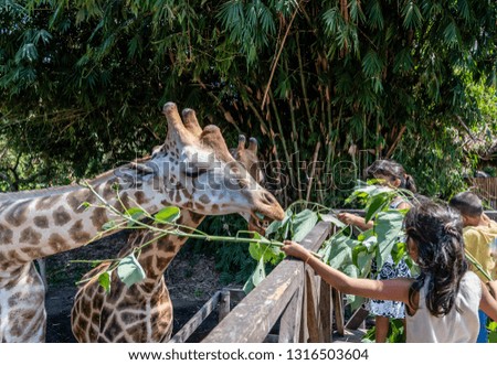 young children feeding giraffe 