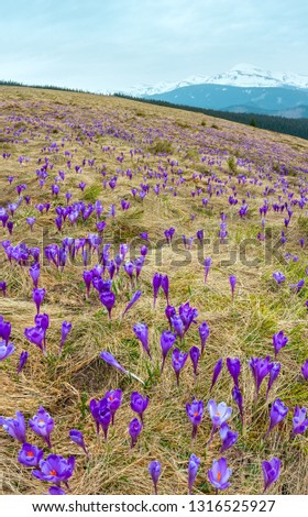 Blooming purple violet Crocus heuffelianus (Crocus vernus) alpine flowers on spring Carpathian mountain plateau, Ukraine. Composite image with considerable depth of field sharpness.