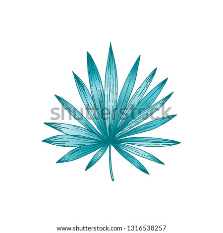 Tropical leaf of Chamaerops palm, hand drawn sketch. Exotic forest tree icon. Realistic vector illustration isolated on white background. Green watercolor line hand drawn art for t-shirt print, logo Royalty-Free Stock Photo #1316538257
