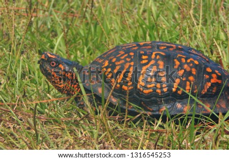 Model Box Turtle