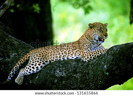 Photos of Africa, Leopard in big tree