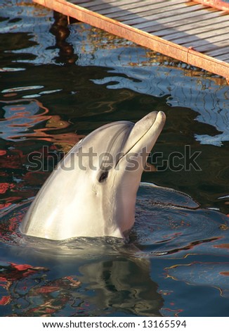 Trained dolphin on Black sea. Photography.