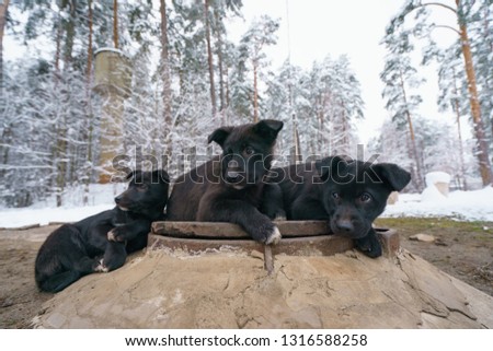 Black curious puppies bask on the lid of hatch of the underground heating main