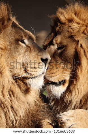 The King Lion Royalty-Free Stock Photo #1316603639