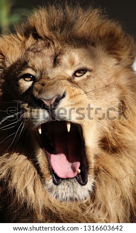 The King Lion Royalty-Free Stock Photo #1316603642