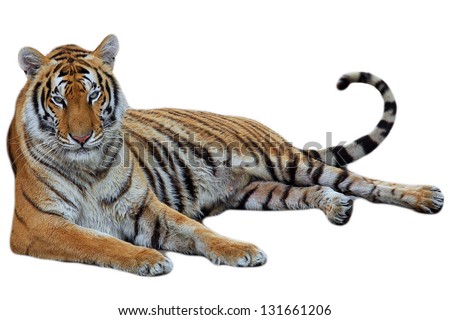 tiger lying isolated on white background Royalty-Free Stock Photo #131661206