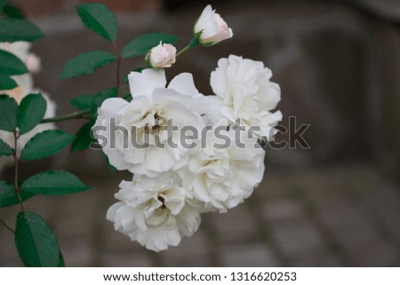 branch of white flowers