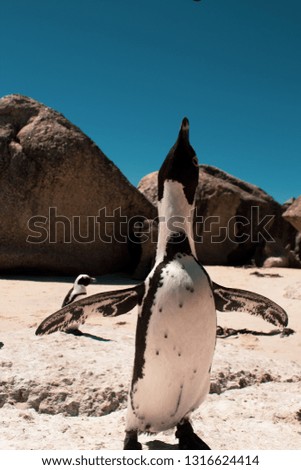 Cuteness overload: funny african penguin living free in south african beach (Boulder Beach Penguin Colony) and stretching it's neck: the beginning of an attack against camera holder