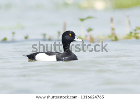 
The tufted duck is a small diving duck with a population of close to one million birds, found in northern Eurasia.