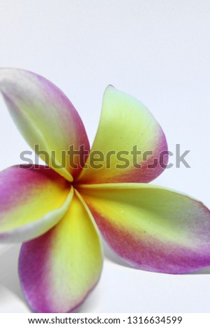 Closeup of a beautiful single yellow and pink frangipani flower isolated on a white background