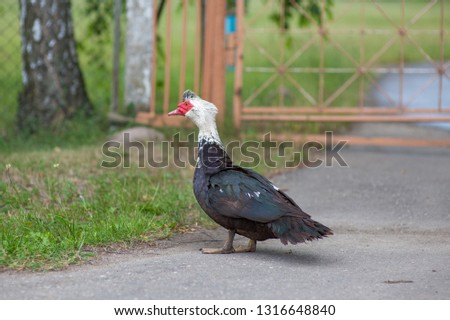 a colorful goose is walking in the street looking for food