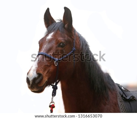 Head photo of a beautiful young saddle horse on white background 