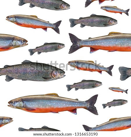 Fishing seamless pattern of fish. Background from trout salmon and arctic char fish isolated on white.