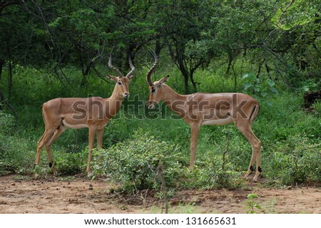 Photos of Africa, Impala looking to each other