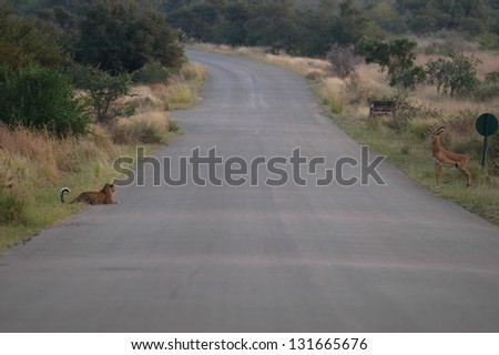 Photos of Africa, Leopard and Impala sides of road
