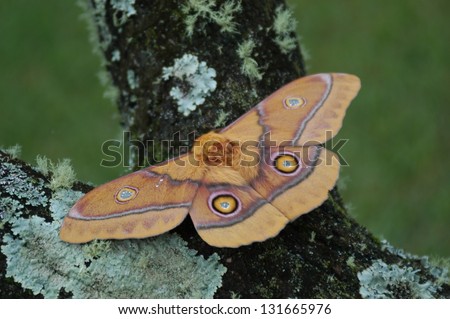 Photos of Africa, Moth