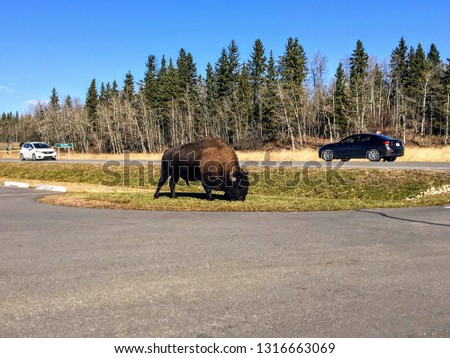 A large male bison grazing by the parking lot as Astotin Lake, in Elk Island National Park, outside Edmonton, Alberta, Canada.  People in their cars take pictures as they drive by.
