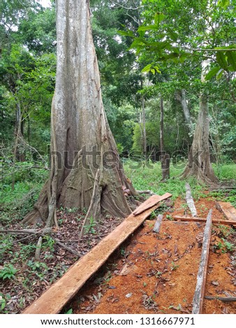 Deforestation Amazon rainforest, near Manaus - Brazil. Photo taken February 18, 2019
