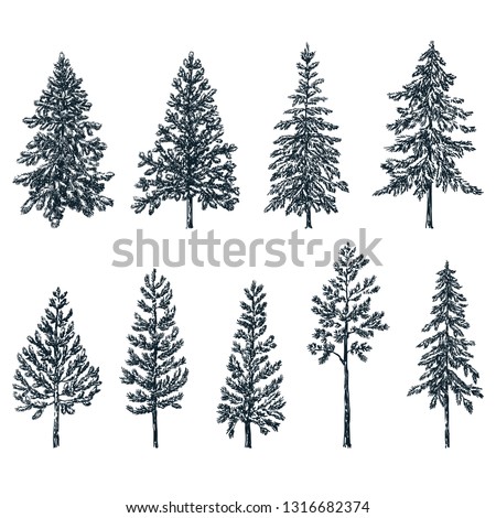 Pine and spruce trees. Vector sketch illustration. Forest and nature hand drawn design elements set.