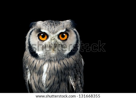 White faced owl against a black background