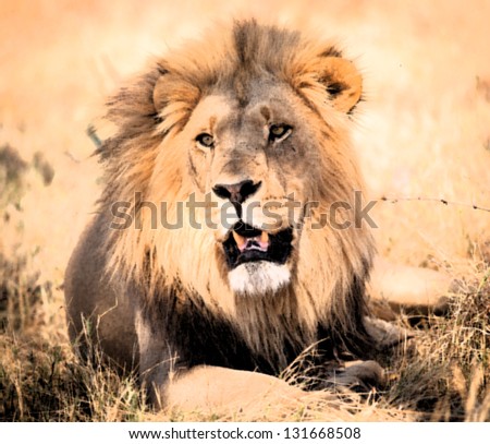 Lion portrait close up
