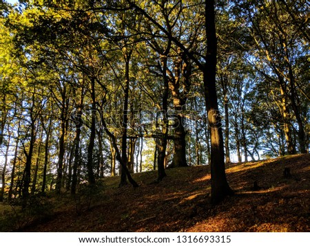 Trees glowing in the autumn sun on a hillside in Sherwood Forest