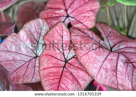 Pink Leaves​ plant 