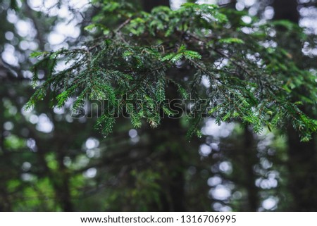 spruce branch on the background of the forest