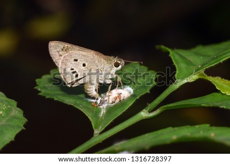 photo of brown butterfly his with child at top of flower in the garden
