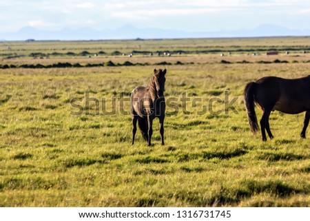 beautiful Icelandic horses on a sunny day,