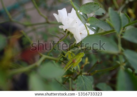 main object in this picture is White Rose and green grasshopper, maybe you hard to find the grasshopper.