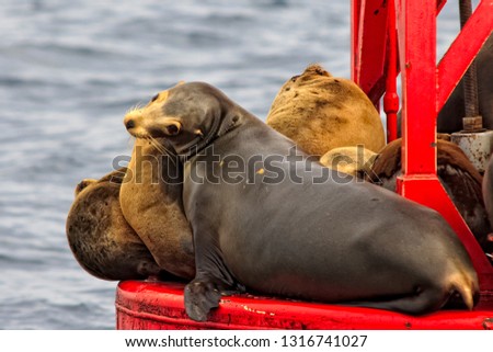 Sea Lions sunbathing on a bouy in then Pacific Ocean off the California coast. Royalty-Free Stock Photo #1316741027