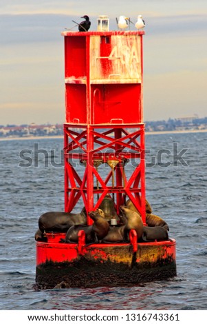 Sea Lions sunbathing on a bouy in then Pacific Ocean off the California coast. Royalty-Free Stock Photo #1316743361