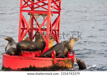 Sea Lions sunbathing on a bouy in then Pacific Ocean off the California coast.  One sea lion barking at the others. Royalty-Free Stock Photo #1316743379