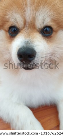 A cute dog portrait