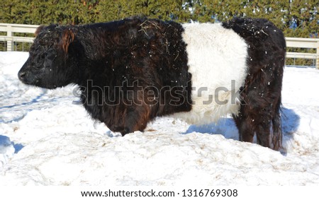 The Belted Galloway is a heritage beef breed of cattle originating from Galloway in South West Scotland, adapted to living on the poor upland pastures and windswept moorlands of the region.