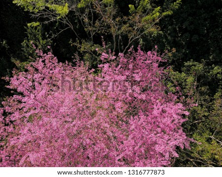 pink cherry flower blossom on highland 