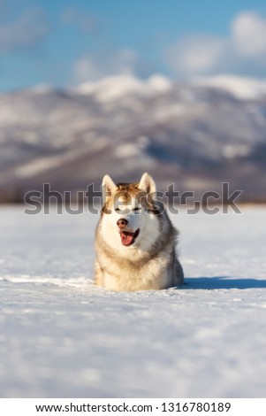 Portrait of Beautiful, free and prideful dog breed siberian husky lying in the snow field in winter on mountain background on sunny day