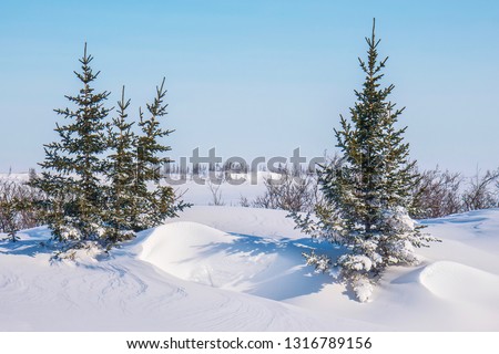 A beautiful snowy winter landscape scene in northern Canada, with a few black spruce trees standing in deep snow. Churchill, Manitoba.