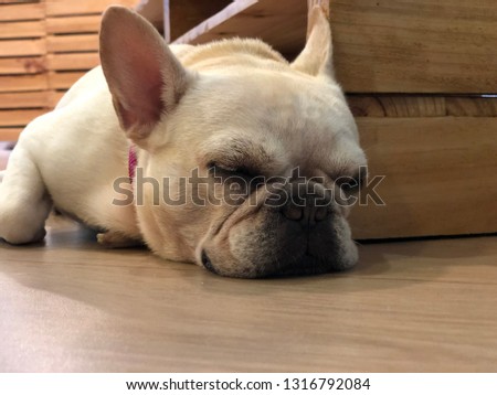 Cute tired dog sleeping
