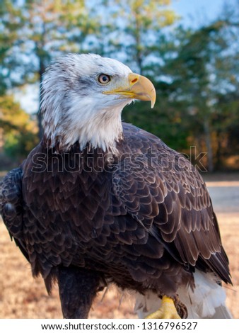 Bald Eagle head profile with body, trees in background under warm light