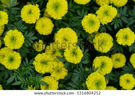 Yellow marigold, calendula for background images.