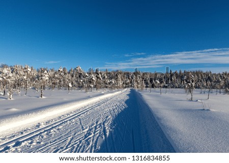 View on Cross-country, classic and skate skiing tracks in a snowy winter forest, landscape. Shadows and texture. Bright sunshine.