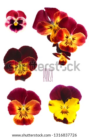 collection of pansy flowers on a white background