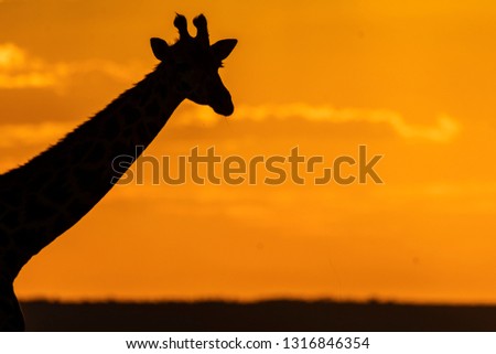 A closeup of giraffe head with the orange sky in the background from setting sun inside Masai Mara National Reserve during a wildlife safari