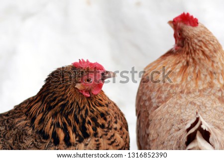 Freerange hens in winter.
