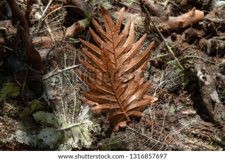 A beautiful fern leaf is lying on the ground in the forest.